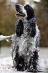 stehender English Cocker Spaniel
