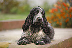 junger English Cocker Spaniel