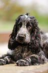 junger English Cocker Spaniel
