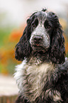 junger English Cocker Spaniel
