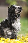 junger English Cocker Spaniel