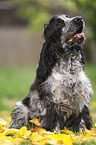 junger English Cocker Spaniel