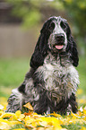 junger English Cocker Spaniel