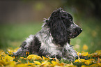 junger English Cocker Spaniel