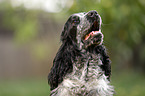 junger English Cocker Spaniel