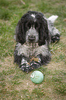 junger English Cocker Spaniel