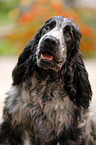 junger English Cocker Spaniel