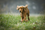 rennender English Cocker Spaniel