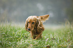 rennender English Cocker Spaniel