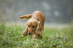English Cocker Spaniel