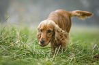 English Cocker Spaniel