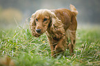 rennender English Cocker Spaniel
