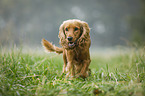 rennender English Cocker Spaniel
