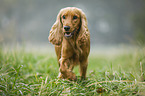 rennender English Cocker Spaniel