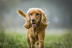 rennender English Cocker Spaniel