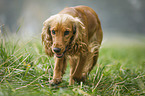 rennender English Cocker Spaniel