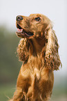 English Cocker Spaniel Portrait