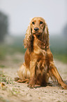 sitzender English Cocker Spaniel