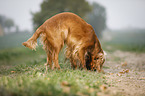 English Cocker Spaniel