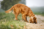 English Cocker Spaniel