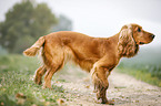 stehender English Cocker Spaniel