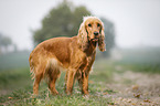 stehender English Cocker Spaniel