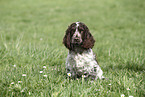 junger English Cocker Spaniel