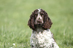 junger English Cocker Spaniel
