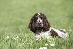 junger English Cocker Spaniel