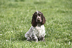 junger English Cocker Spaniel