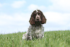 junger English Cocker Spaniel