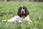 junger English Cocker Spaniel