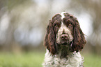 junger English Cocker Spaniel