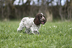 junger English Cocker Spaniel