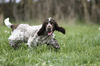junger English Cocker Spaniel