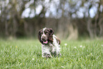 junger English Cocker Spaniel