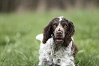 junger English Cocker Spaniel