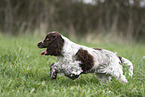 junger English Cocker Spaniel