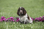 junger English Cocker Spaniel