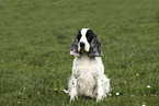 sitzender English Cocker Spaniel