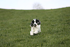 rennender English Cocker Spaniel
