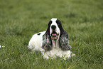 liegender English Cocker Spaniel