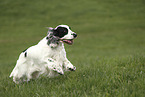 rennender English Cocker Spaniel
