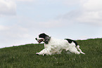 rennender English Cocker Spaniel