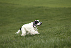 rennender English Cocker Spaniel