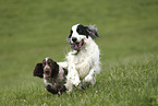 junger English Cocker Spaniel