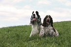 sitzender English Cocker Spaniel