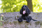 liegender English Cocker Spaniel