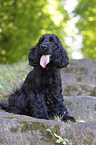 sitzender English Cocker Spaniel