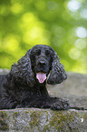 liegender English Cocker Spaniel